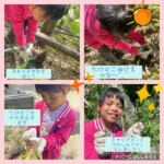 タケノコほりと野菜の収穫を行いました☆彡